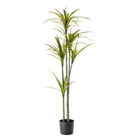 شجرة درسينا مرجنتا صناعية للديكور – أوراق كثيفة، ارتفاع 180 و190 سم