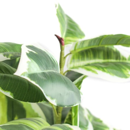 شجرة فايكس إيلاستيكا صناعية مبرقشة بأوراق بيضاء - ارتفاع 135 سم