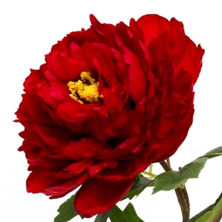 زهور الفاوانيا الصناعية – ألوان متعددة بتصميم واقعي و