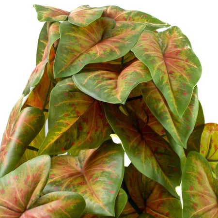 خضارات كالاديوم متدلي 66 سم