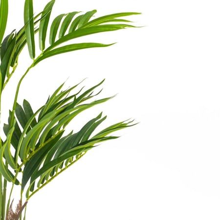 شجرة نخيل أريكا صناعية من حديقة السوسن