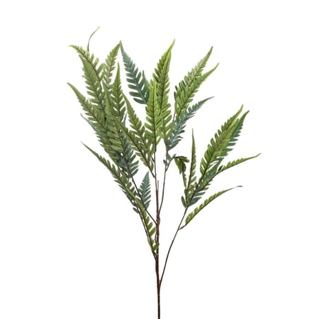 خضارات أوسموندا كلايتونيانا