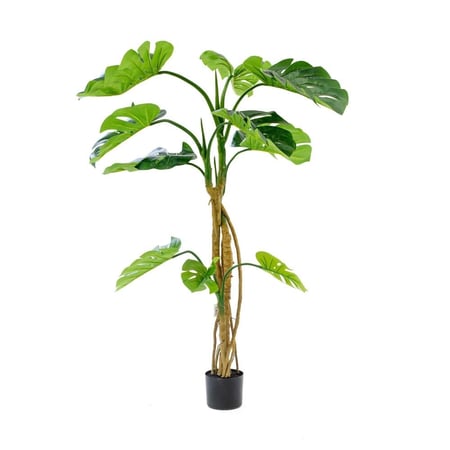 شجرة مونستيرا  مقاسات مختلفة