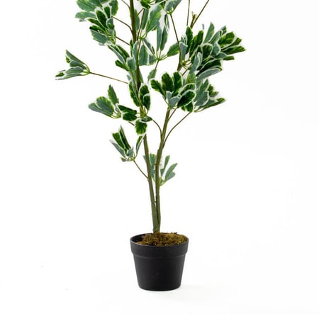 شجرة شيفليرا صناعية – أوراق خضراء و ابيض كثيفة طبيعية المظهر مقاسين 160 - 130 سم