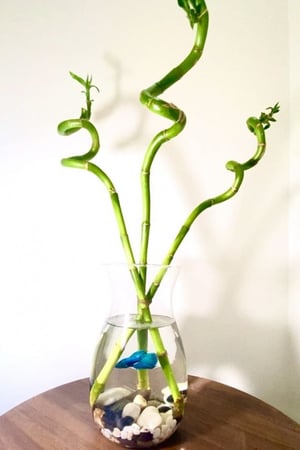 نبات البامبو مع سمكة