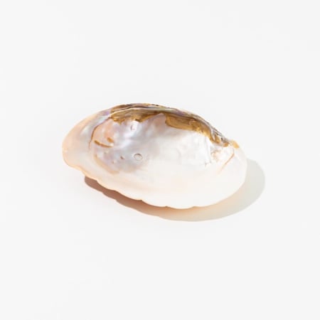 صحن صدفي راقي