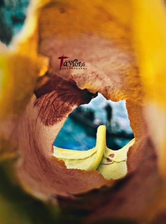 50لفه بالجمله مطاط مكس بكج توفير للتقويم منفصل مع هديه كود خصم