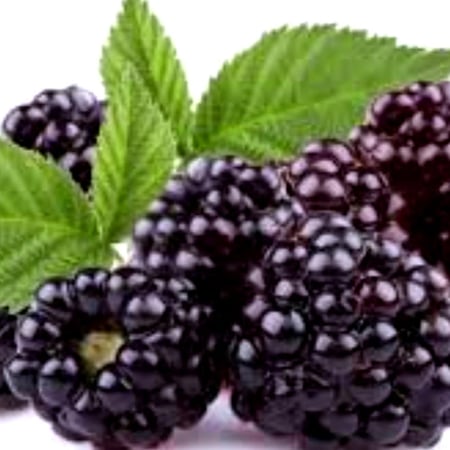 نكهة التوت البري الطبيعية