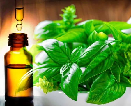 زيت الريحان العطري