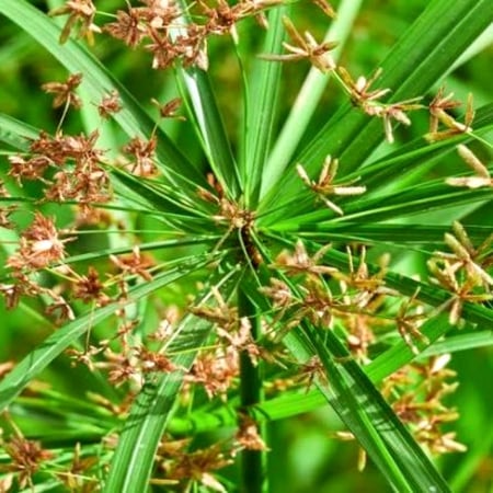 زيت السعد المركز