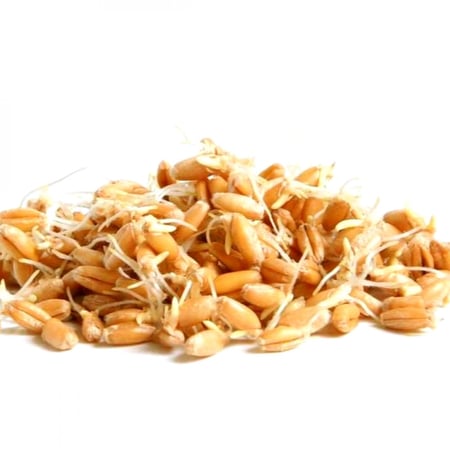 بودرة جنين القمح