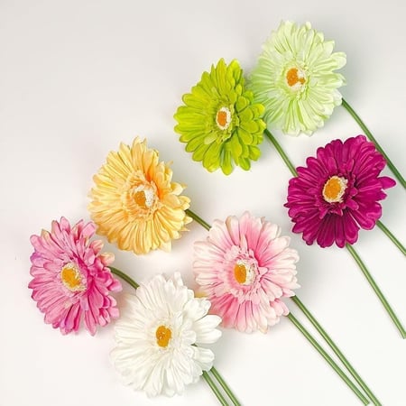 جيربيرا أخضر فاتح