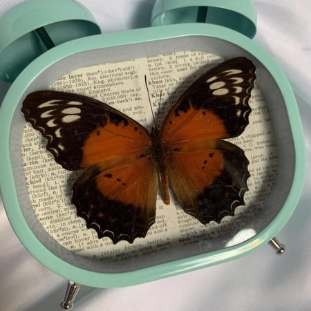 فراشة الدانتيل الاحمر  Cethosia cydippe