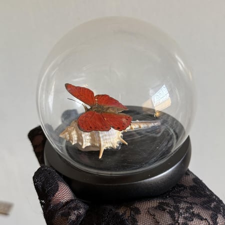 cymothoe excelsa♥️