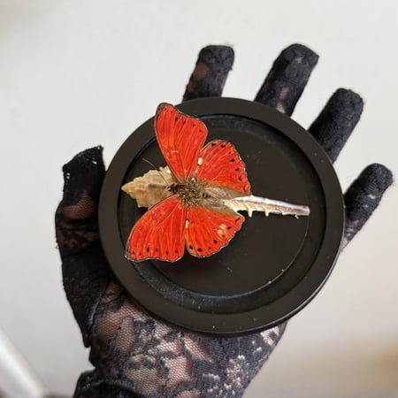 cymothoe excelsa♥️