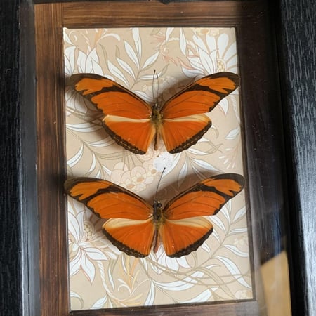 Dryas iulia