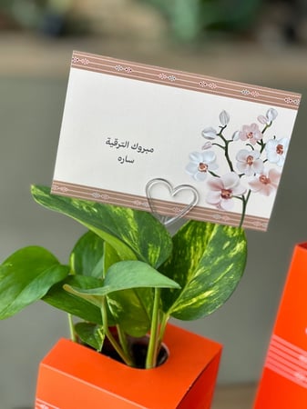 العلب المضيئة مع نبتة البوتس الطبيعية والشوكلاته وبطاقة إهداء  تطبع بالاسم    "مناسب للإهداء لجميع المناسبات"