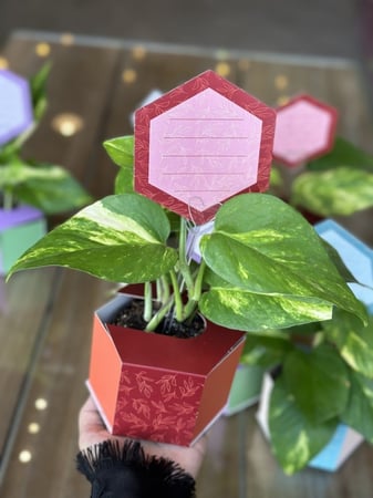 نبتة البوتس مع بطاقة