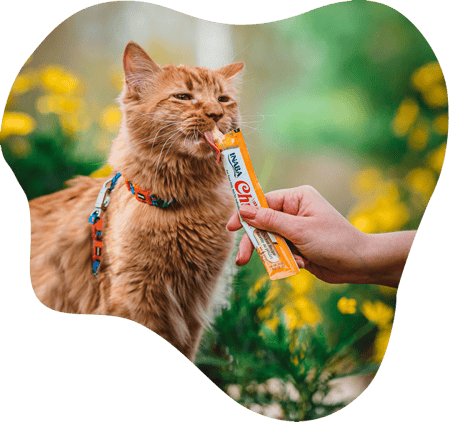 إينابا تشورو مكافآت هريسة الدجاج للقطط 14x4 جم