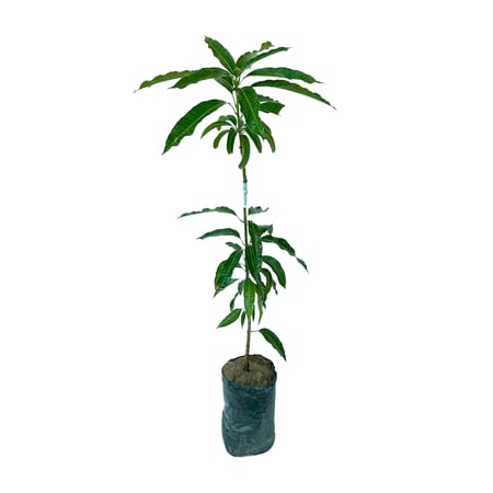 شتلة المانجو الهندي