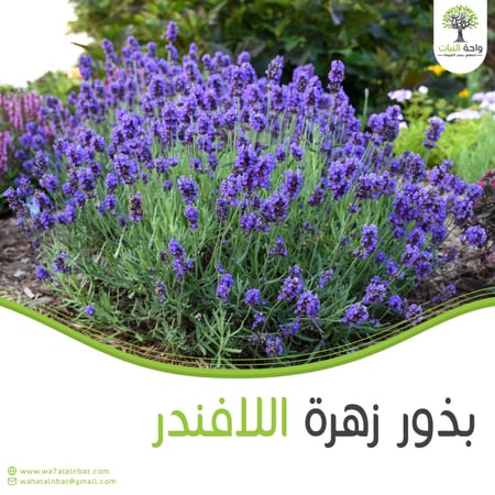بذور اللافندر