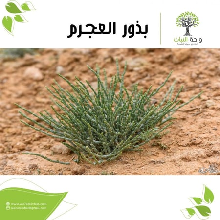 بذور العجرم (5 بذرات)