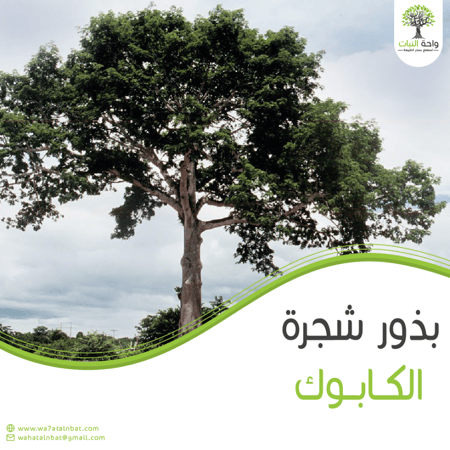بذور الكابوك