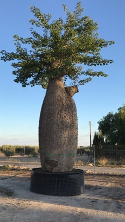 مهرشة الفيل