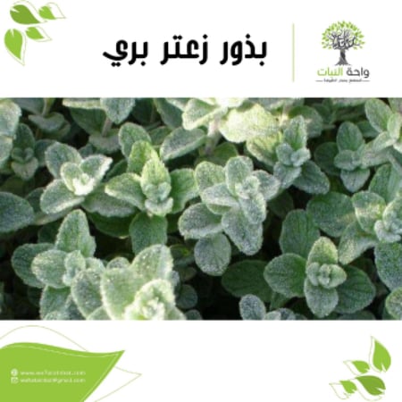 بذور زعتر بري