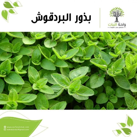 بذور البردقوش