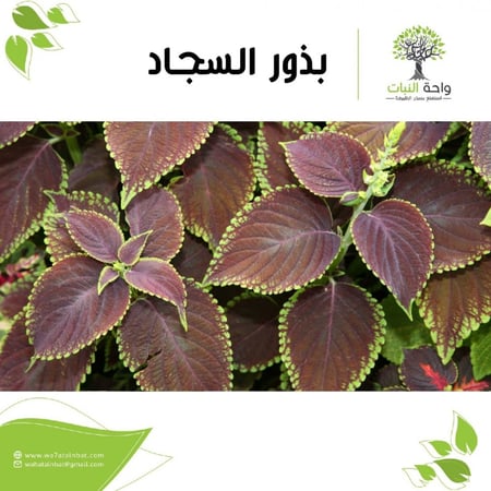 بذور السجاد