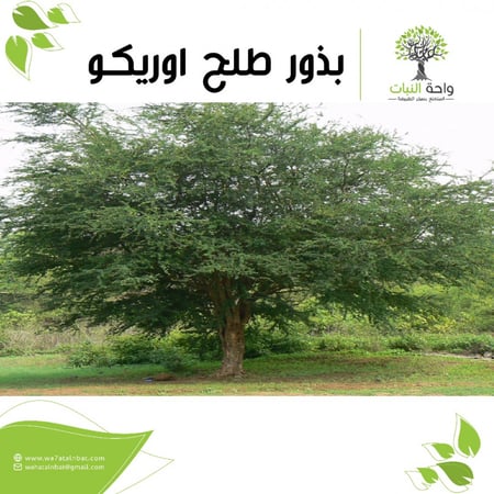 بذور طلح الاوريكو