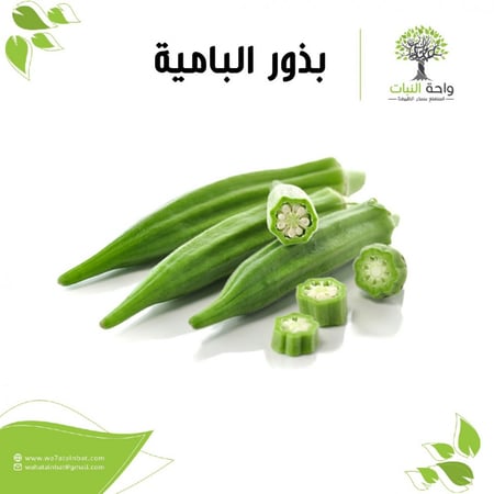 بذور البامية 7 بذرات