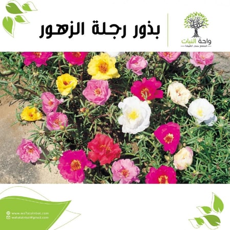 بذور رجلة الزهور