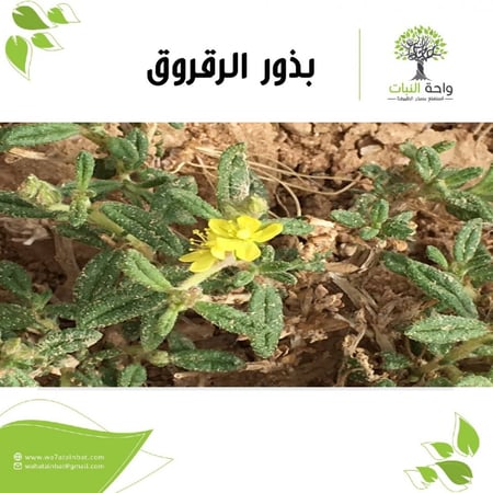 بذور الرقروق 10 بذرات