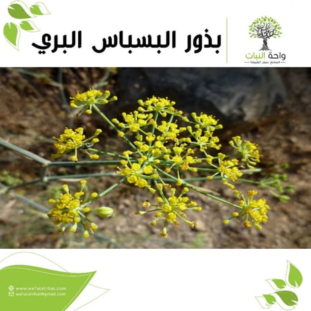 بذور البسباس البري ( بذرتين)