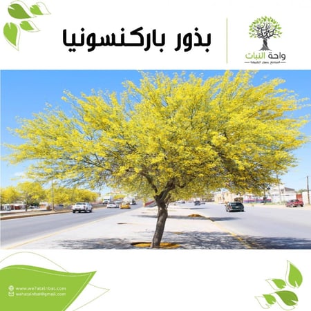 بذور الباركنسونيا