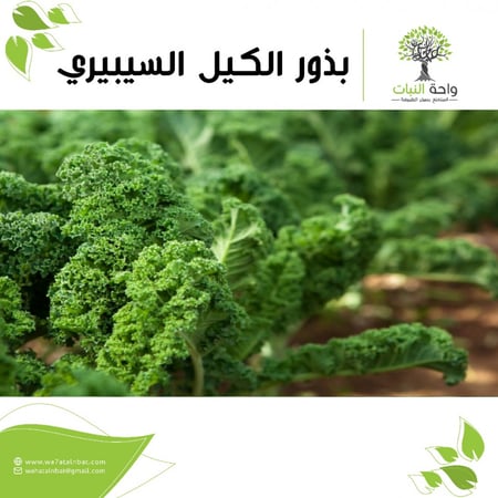 بذور الكيل السيبيري (5 بذرات)