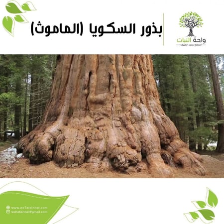 بذور شجرة الماموث - السكويا