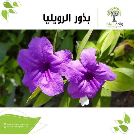 بذور الرويليا