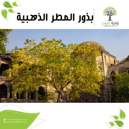 بذور المطر الذهبية