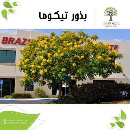 بذور التيكوما