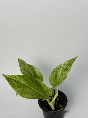 بوتس ماربل كوين