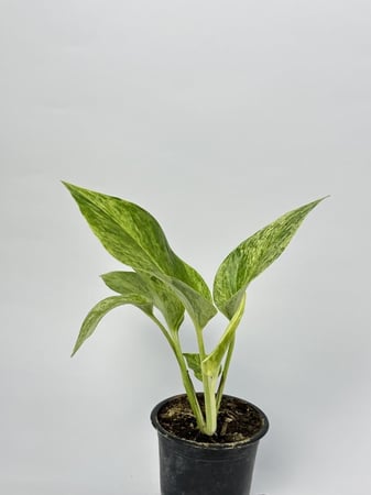 بوتس ماربل كوين