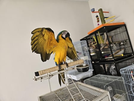 مكاو بلو اند غولد سوبر جامبو