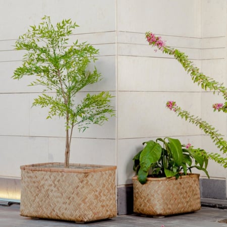 احواض زراعية مستطيلة