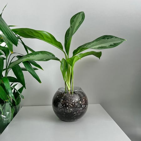 اجلونيما سلفر باي - فازة