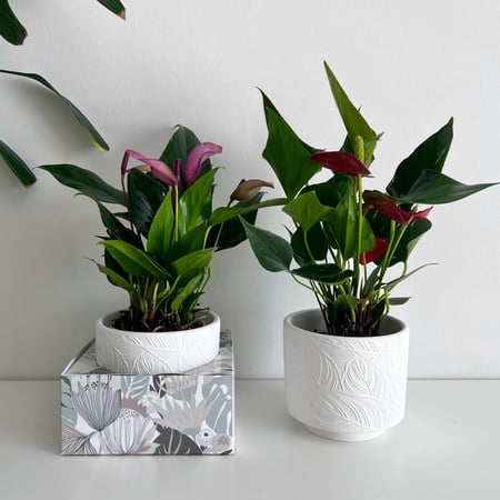 هدية الانثوريوم - فازة سيراميك