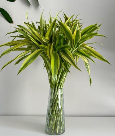 بامبو سندريانا - Dracaena sanderiana