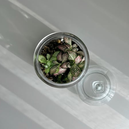 تيراريوم وسط